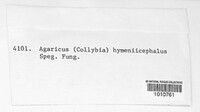 Agaricus hymeniicephalus image